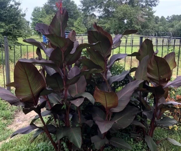 Canna Bulbs Red Flowers Tall Plants ONE Bronze Leaf Lily Rhizome