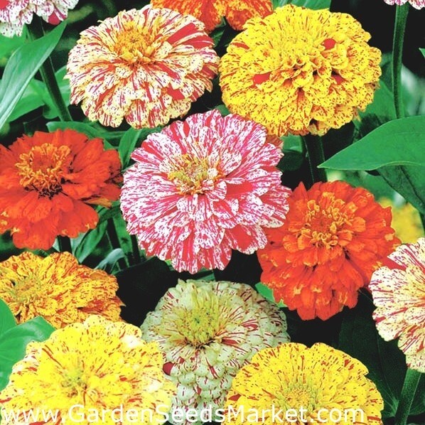 Zinnia ‘peppermint stick’ mix 25 seeds