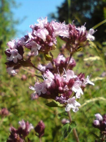 Origanum vulgare Hirtum | Greek Oregano | 200_Seeds