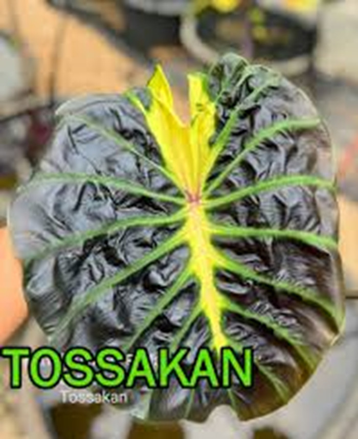 AUTHENTIC Colocasia Tossakan 1 bulbs