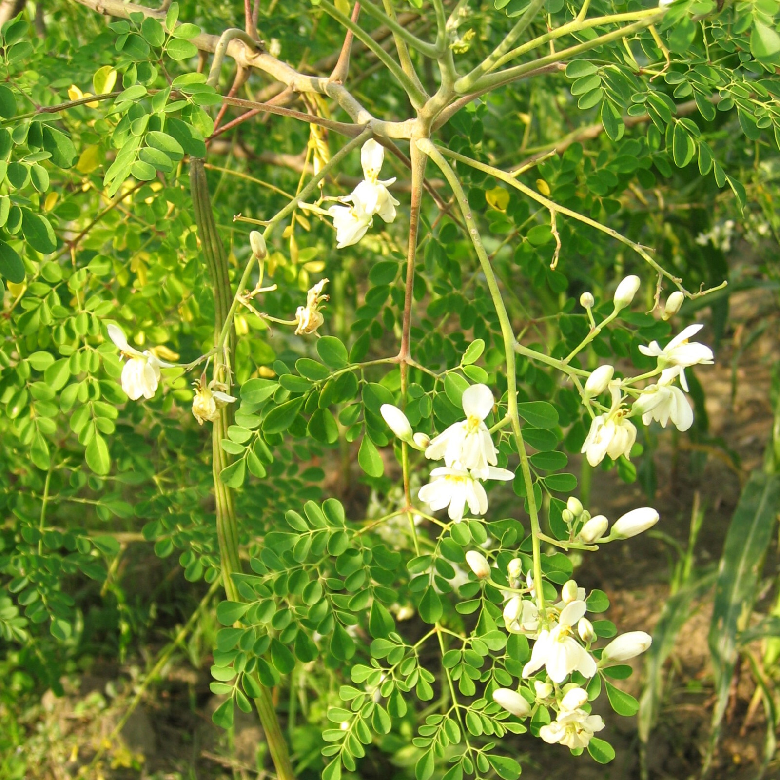 Moringa Tree Seeds | M. Oleifera Drumstick Horseradish Pods Indian Seeds 2025