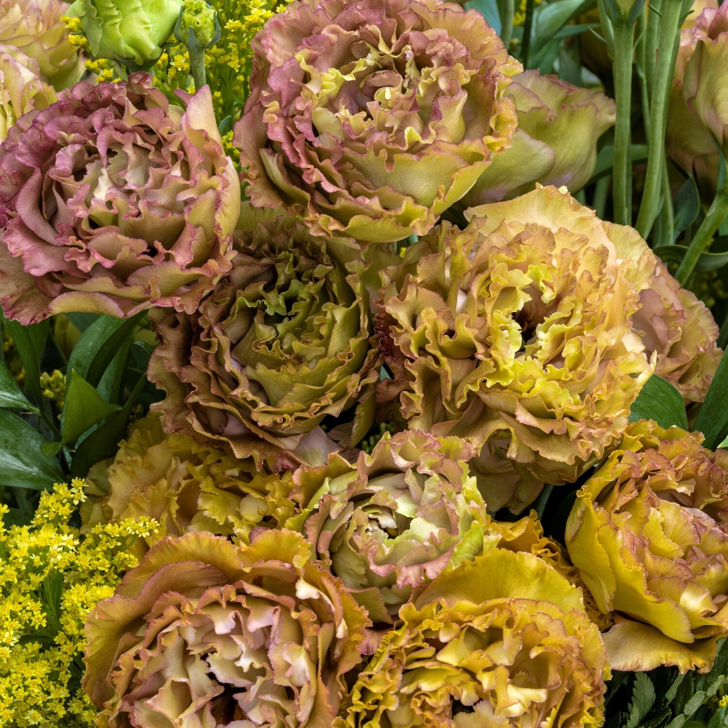 Lisianthus Seeds Rosanne Brown 25 Pelleted Seeds Cut Flower Seeds