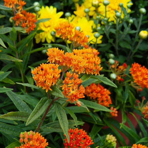 Set 2 Orange Milkweed Live Starter Plant – 3-8″ Tall – Monarch Butterfly Attract