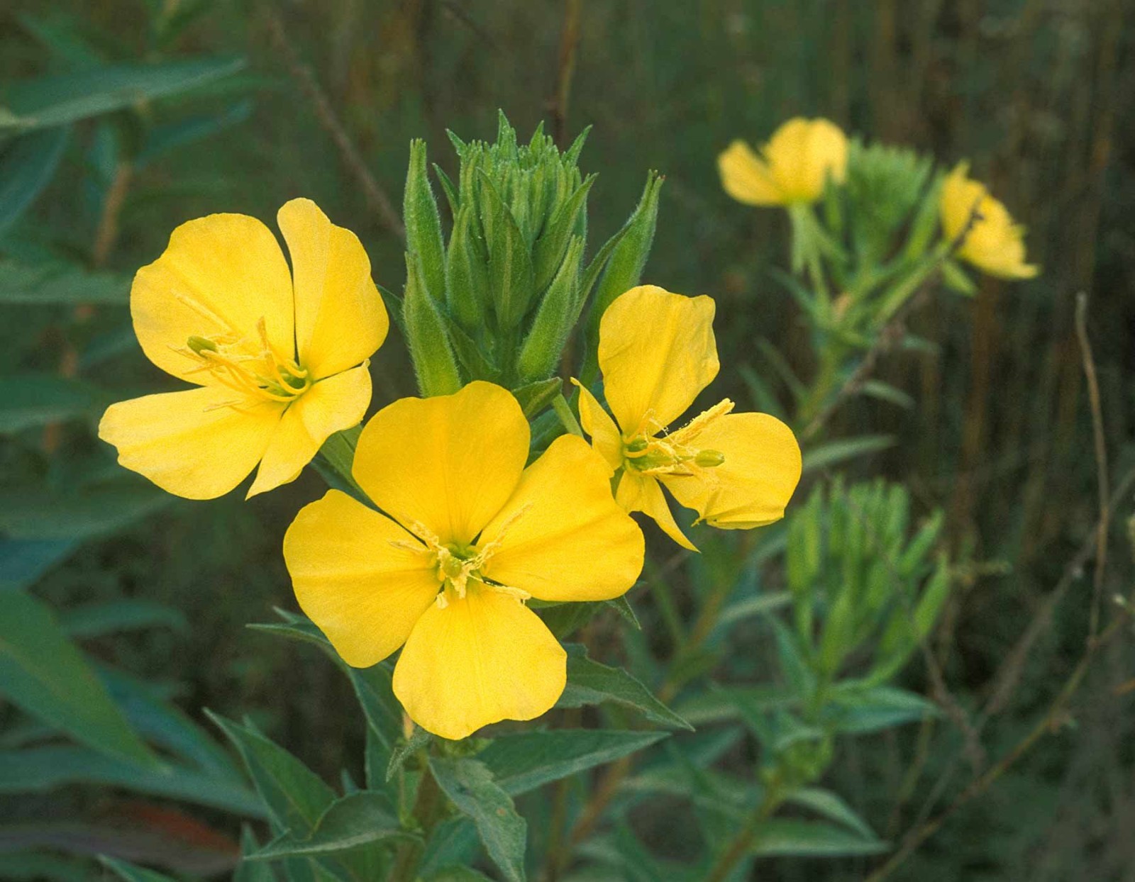 Common Evening Primrose Seeds – Stunning Yellow Wildflower Bulk Sizes Medicinal