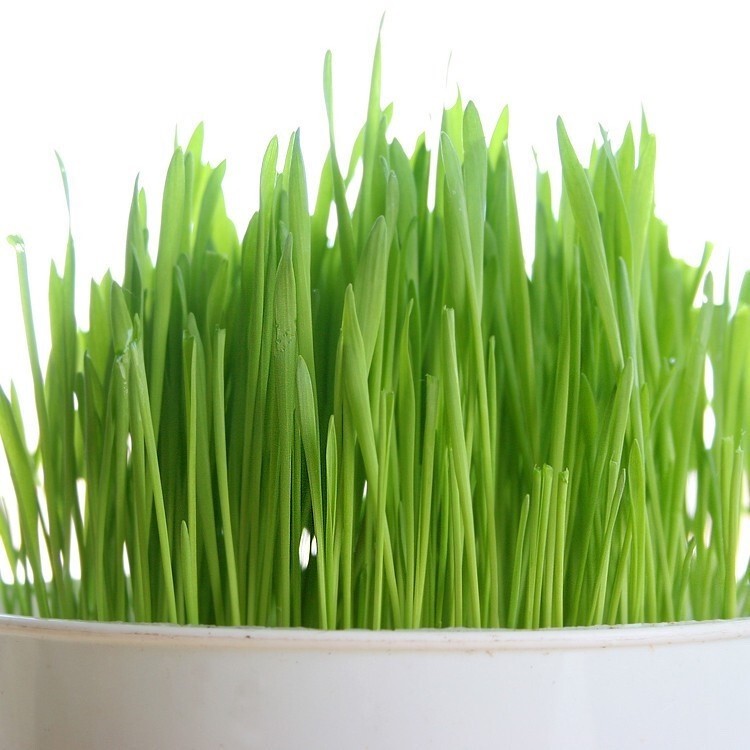 Wheat Grass / Cat Grass Seeds ~ Non-GMO Heirloom ~ Amounts up to 15 LBS BULK