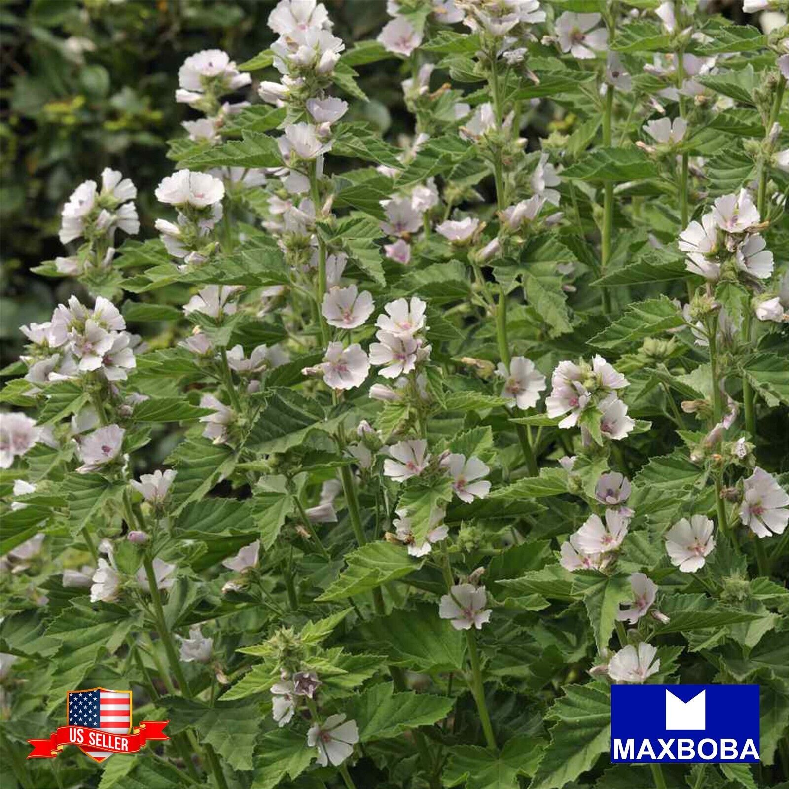 Marshmallow Herb Seeds Non-GMO /Heirloom /Open Pollinated /High Germination Rate