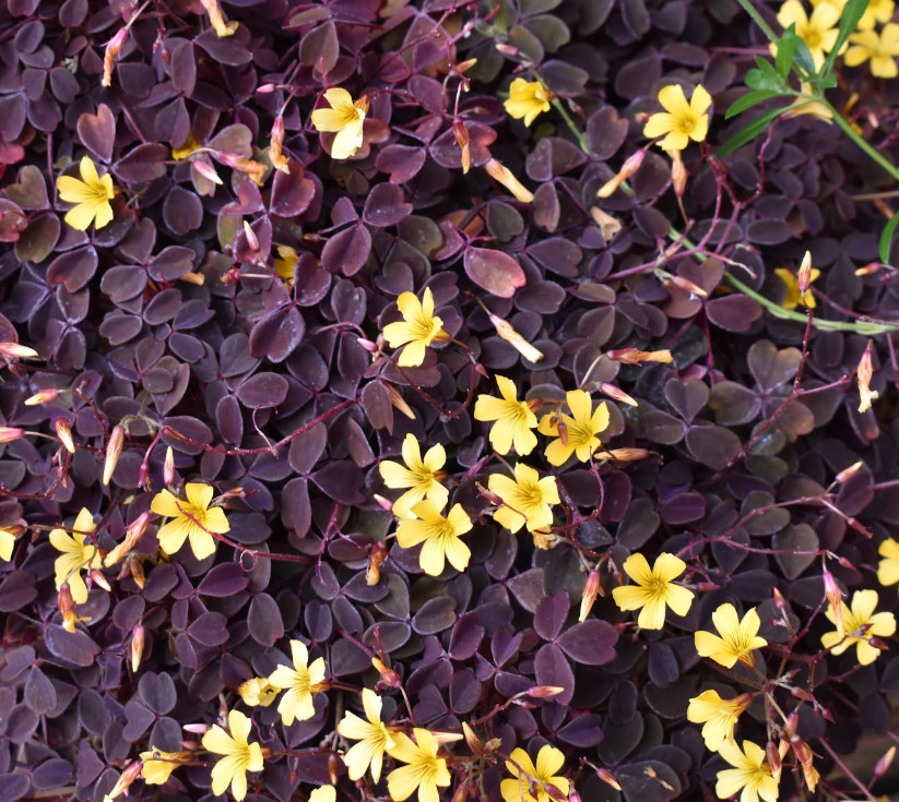 Oxalis Triangularis Chocolate Burgundy – Yellow Bloom – 2-5″ Tall – Purple Shamr