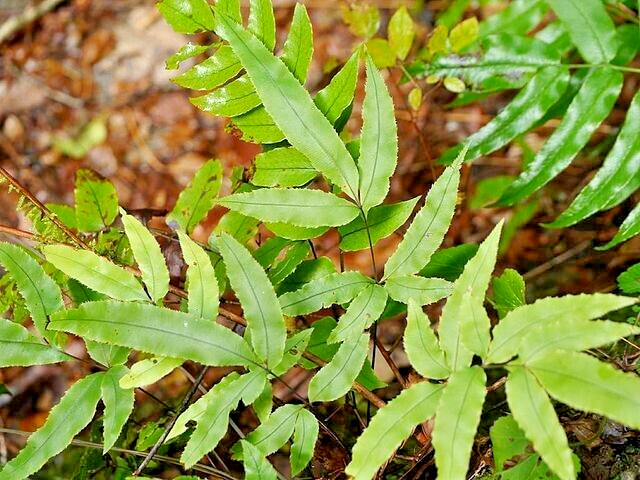 Ribbon fern 1002 (SEEDS) spores, hardy to 10 degrees, beake fern, Pteris cretica
