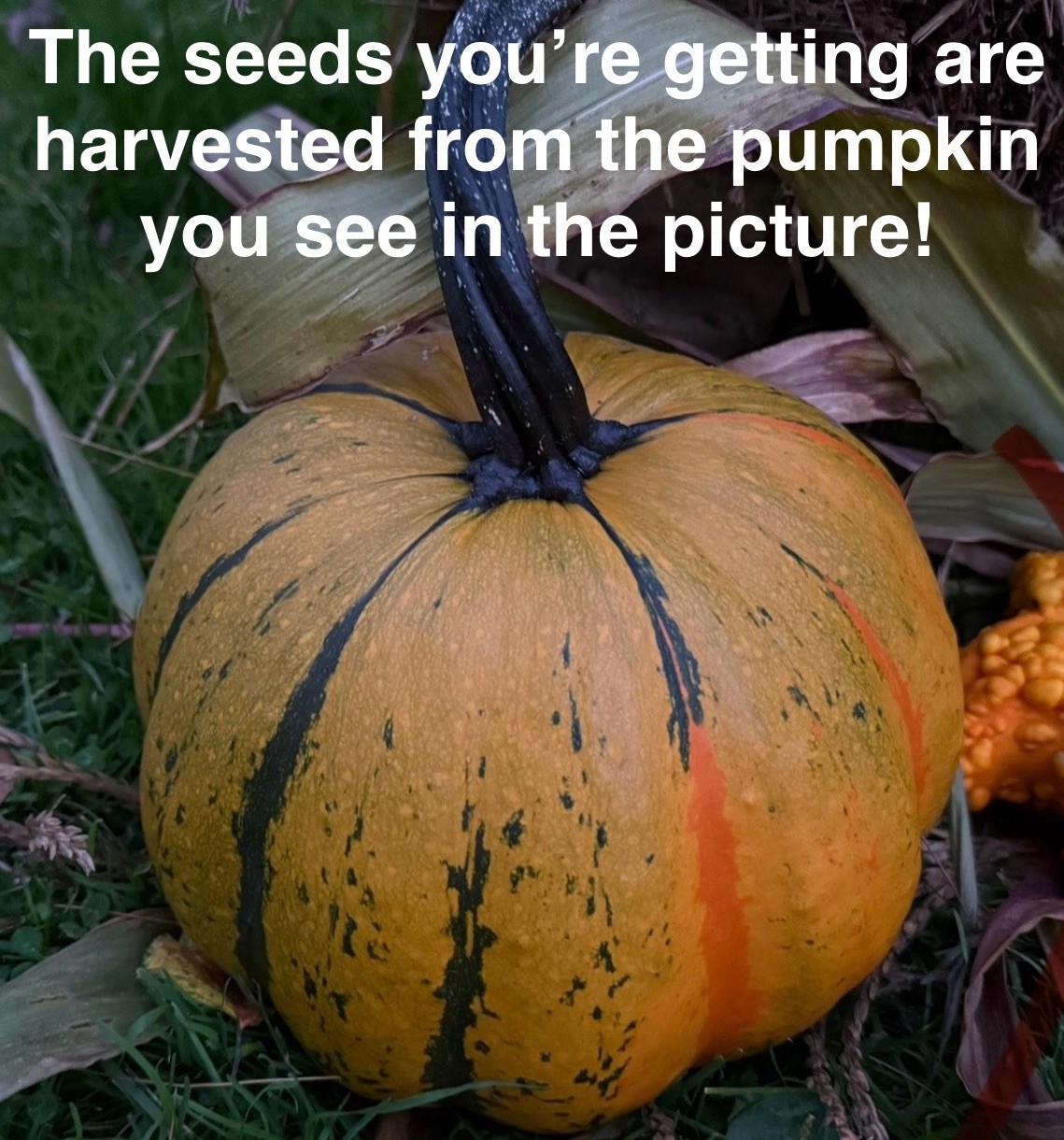Seeds #32g: Orange/Green striped ridged pumpkin unique Seeds (10 count)