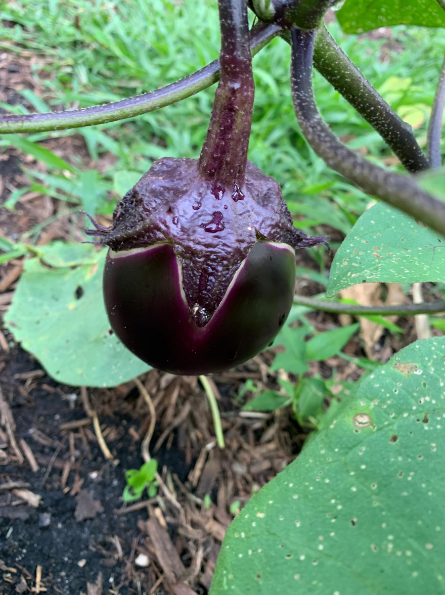 RARE✿ Japanese Heirloom Kamo Eggplant/Kamo Nazu 賀茂 なす 15+ Seeds ●Heat Tolerant