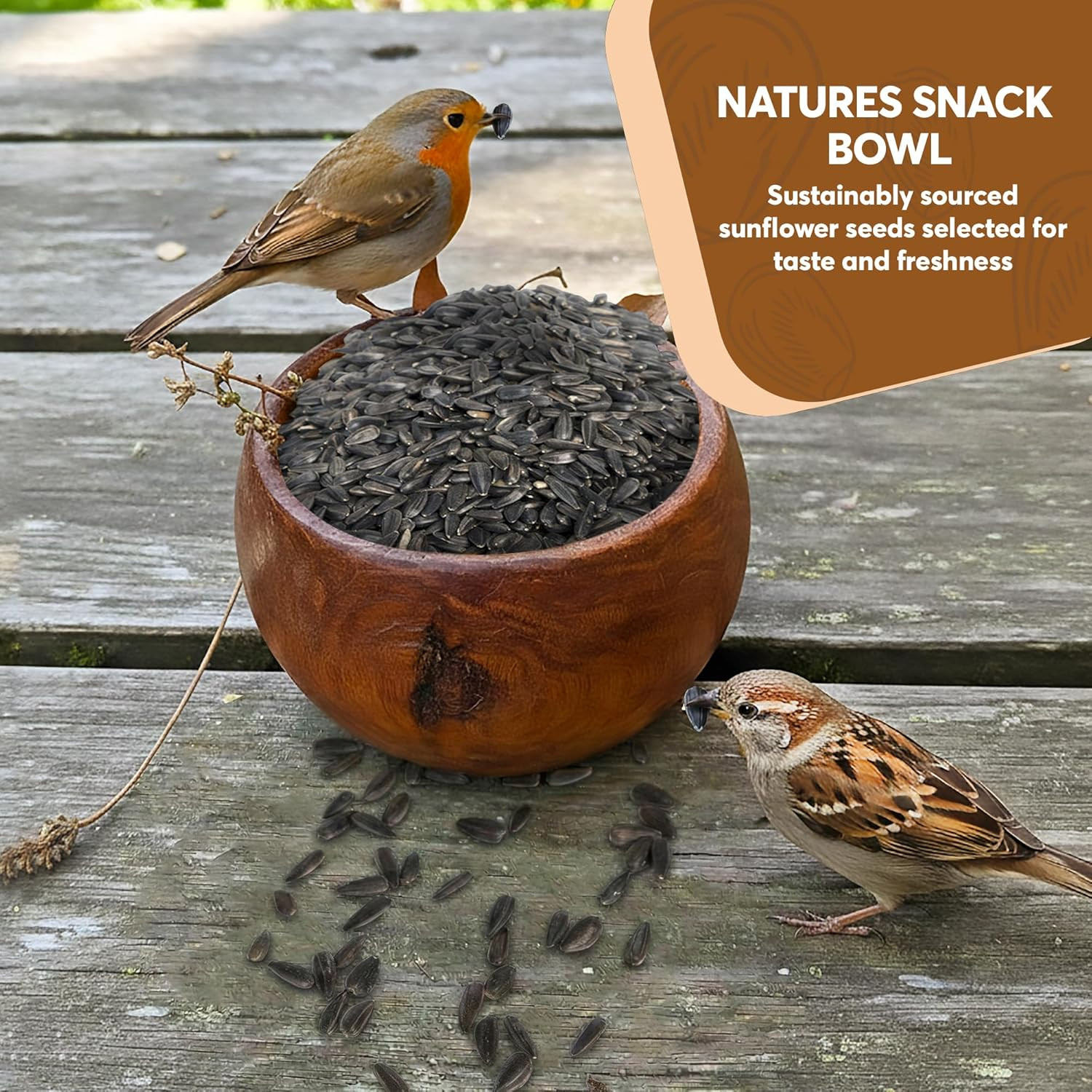 10 Pound Black Oil Sunflower Seeds for Birds – Premium Wildlife Food – Non – GMO