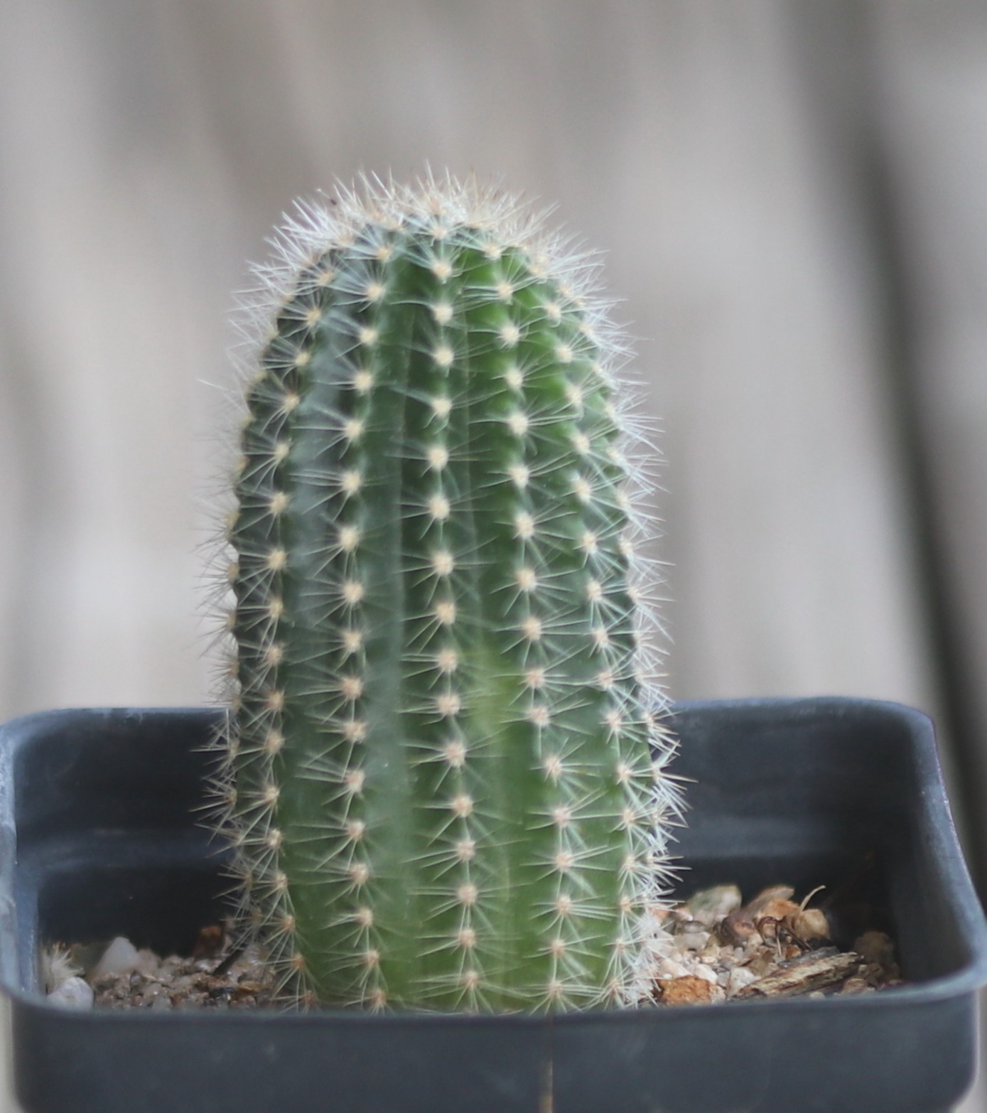 Echinopsis hybrid ‘Edwardian Lady’
