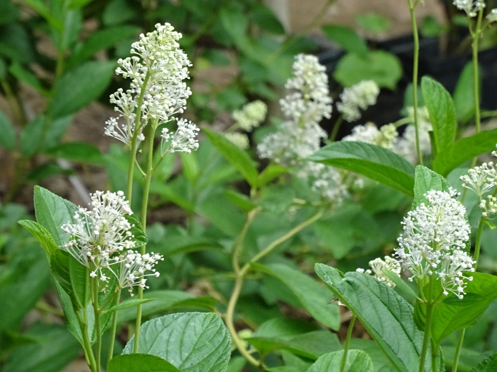 New Jersey Tea Ceanothus americanus Native perennial Bush 25 seeds