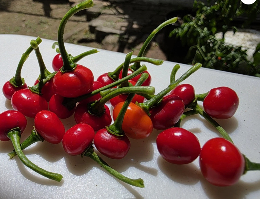 Seeds, Puerto Rico, Ají Dulce, Ají Picante, Cilantro, Recao, Pimiento Morrón