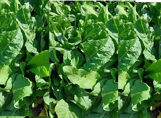 Sorrell, large leaf (Rumex acetosa), organically grown, 100 seeds
