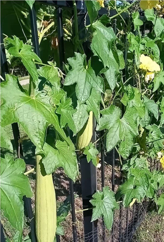 Luffa Gourd Sponge Seeds | Non-GMO | Heirloom | Fresh Garden Seeds from USA, TX
