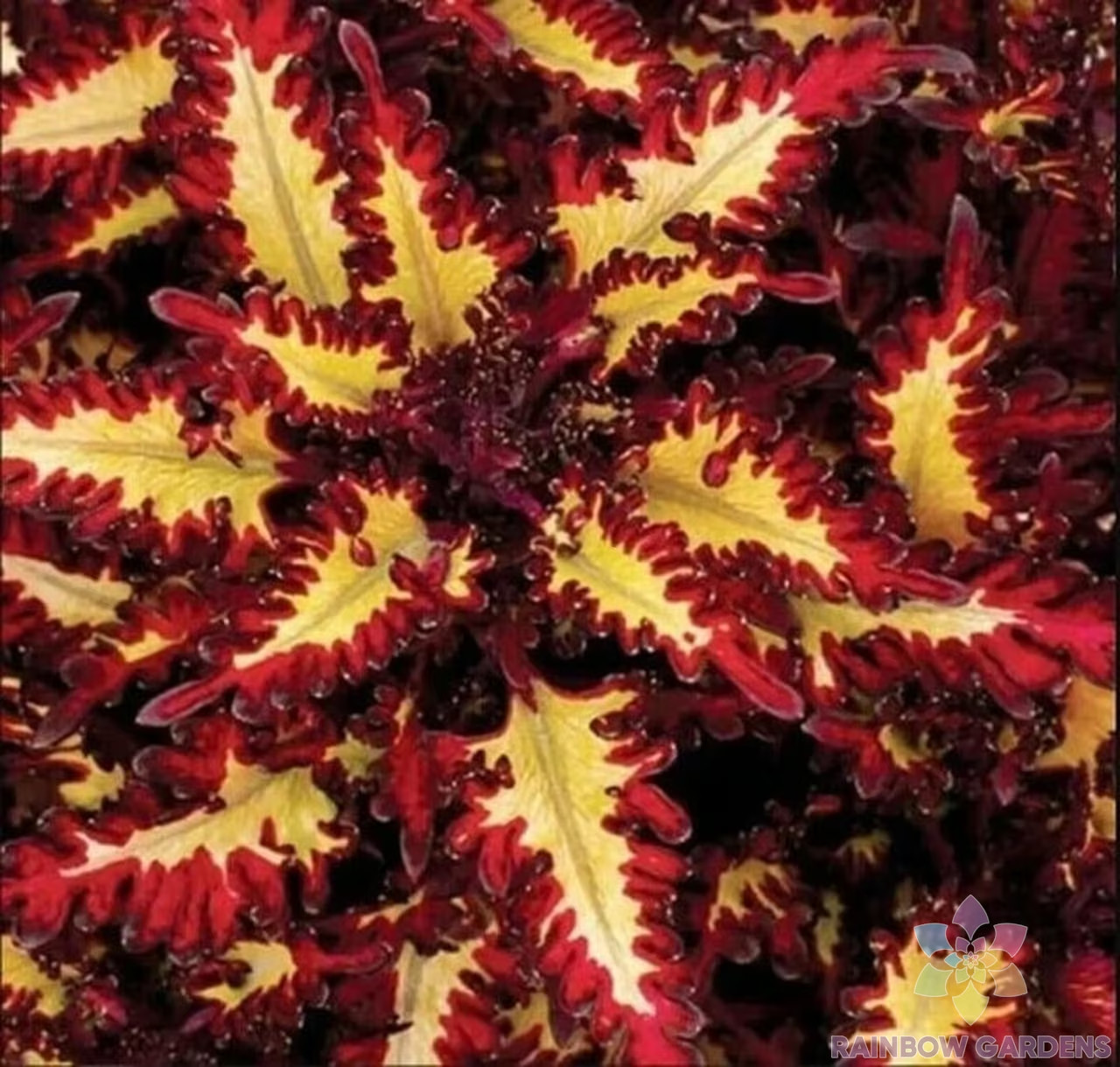 25+ Red Yellow Coleus Seeds for Garden Planting – USA – FREE SHIPPING!