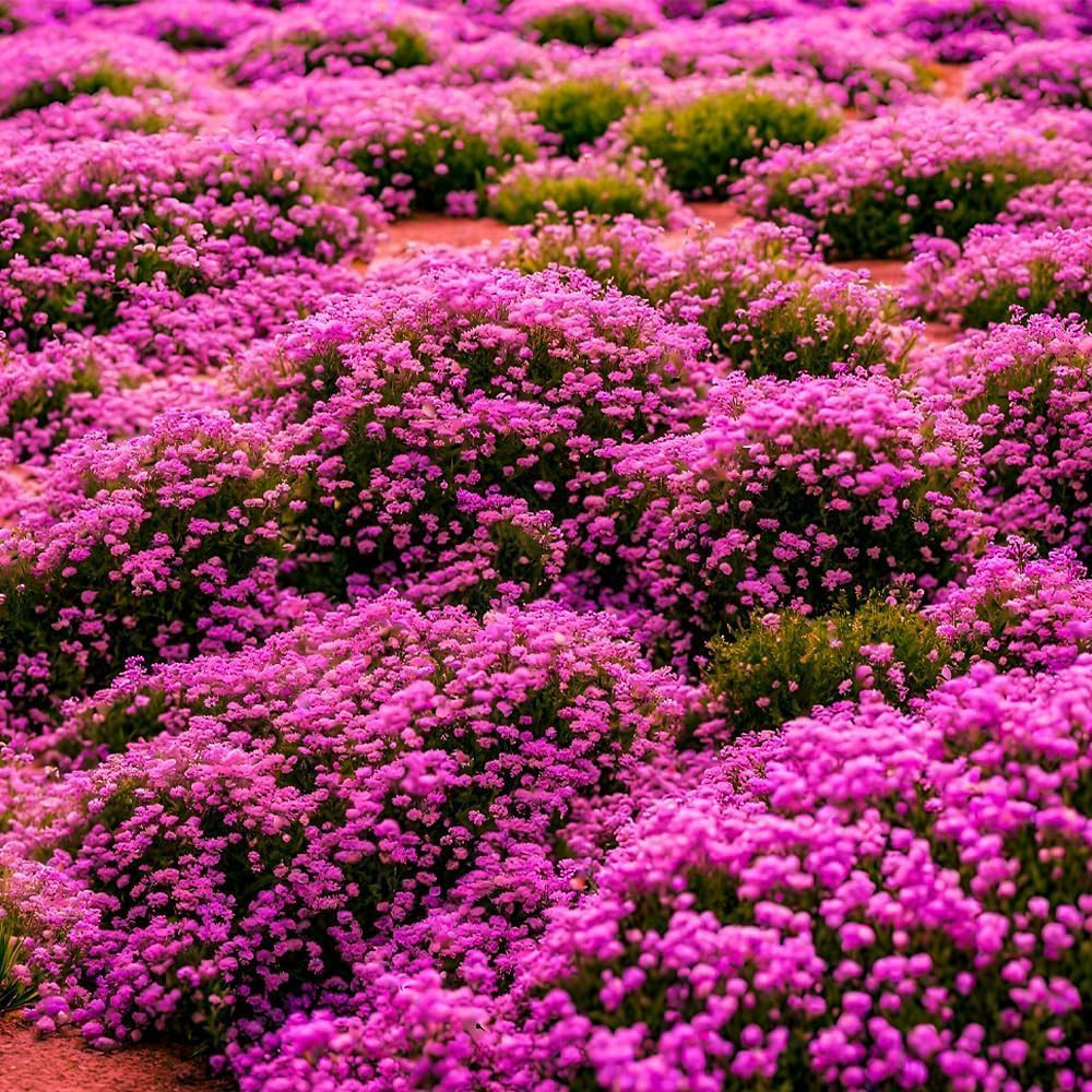 17500+ Creeping Thyme Herb Seeds – Cold-Hardy Perennial Ground Cover Plants