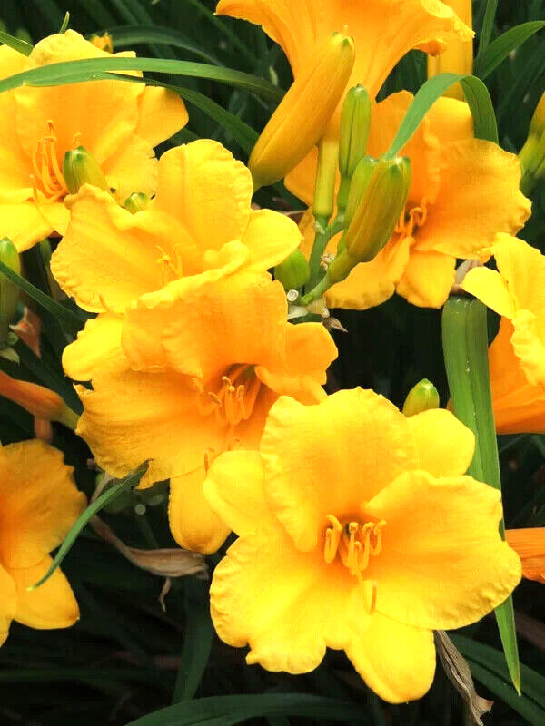 40 GOLDEN DEEP YELLOW STELLA DE ORO DAYLILY SEEDS-~Constant Re-Blooming Flowers!