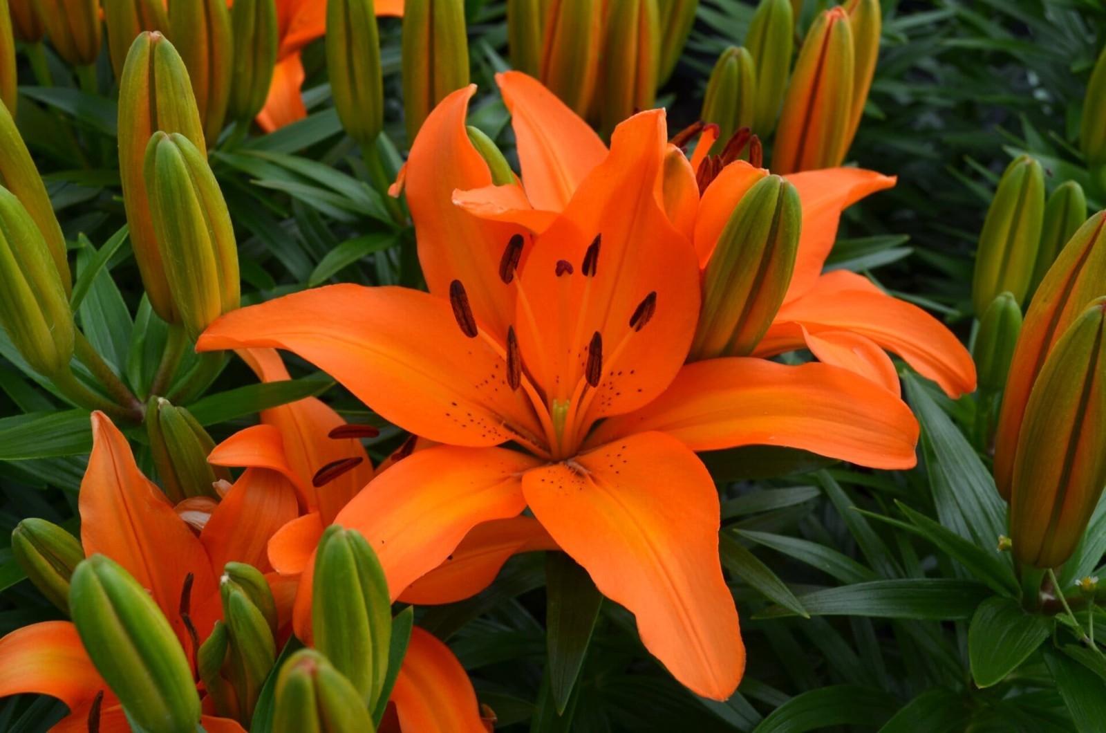 Lily Flower Bulbs 4 Asiatic Color Mix Lilies Garden Flowers Ready to Plant