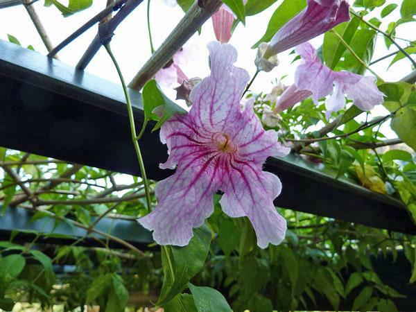 Podranea ricasoliana | Pink Trumpet Vine | Zimbabwe Creeper | 20 Seeds