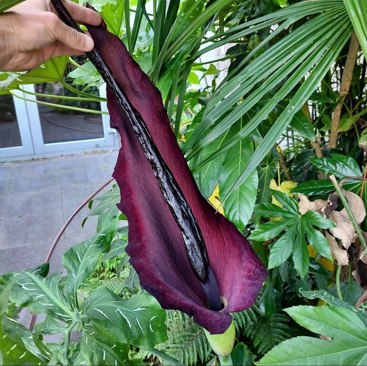 5 Seeds Dracunculus Vulgaris Voodoo Lily Corpse Flower Arum Bulbs Tubers Corms