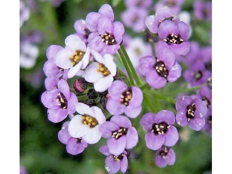 1001+ROYAL CARPET SWEET ALYSSUM Flower Seeds Drought Heat Groundcover Baskets