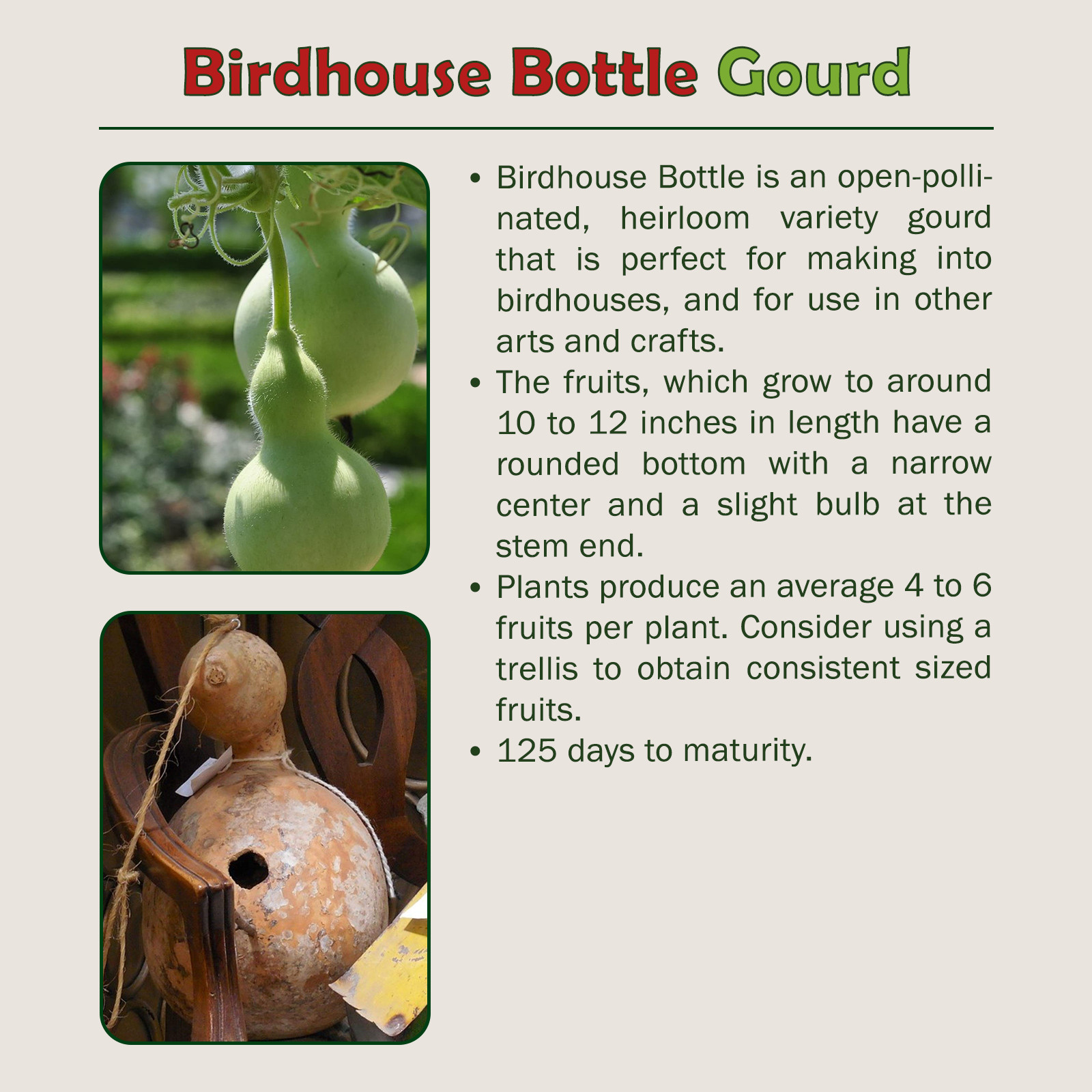 10 Birdhouse Bottle Gourd Seeds, Heirloom, Non-GMO, Genuine USA