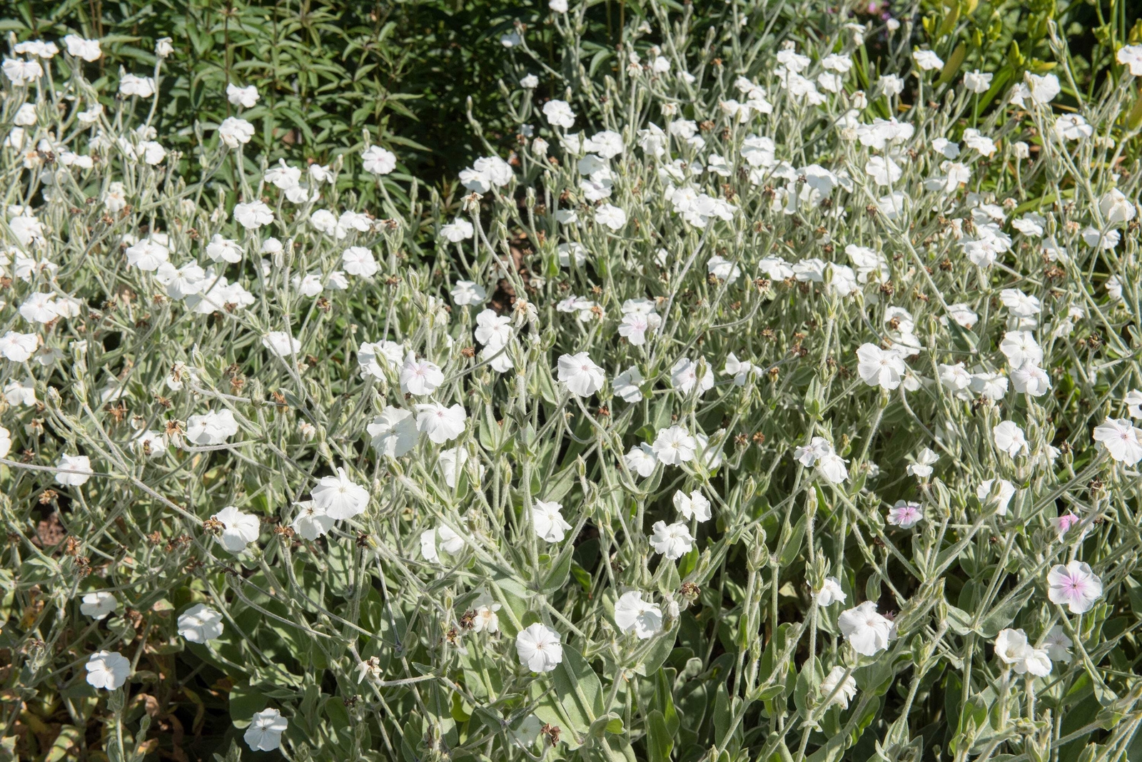 50 WHITE LYCHNIS Coronaria Alba Rose Campion Silene Flower Seeds