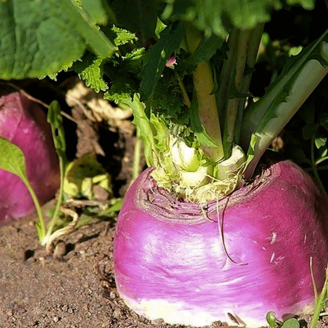 Fresh American Purple Top Rutabaga Seeds | Heirloom Non-GMO | Vegetable Seeds