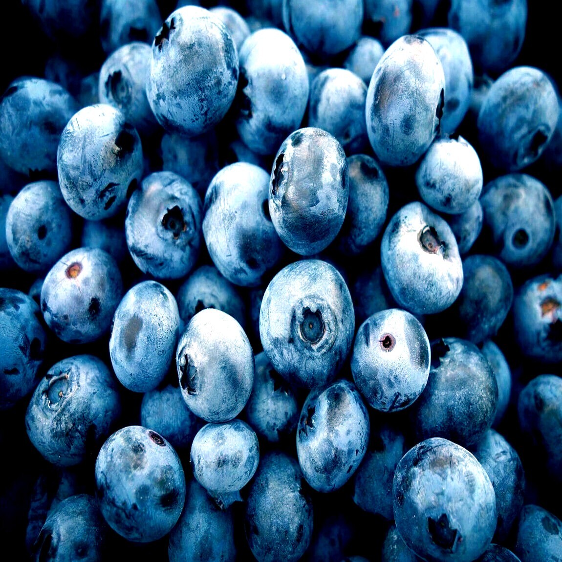 BLUEBERRY TREE SEEDS New Jersey Southern Highbush Cold Hardy Garden Fruit Plant