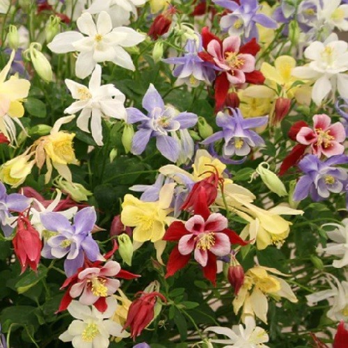 2,500+ Stratified McKana Giants Mixed Columbine Flower Seeds Multiple Colors