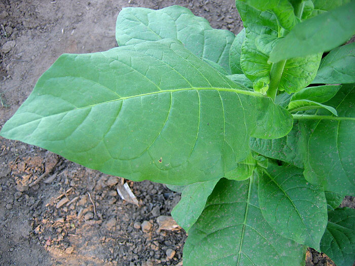 1000 Lebanese Izmir Tobacco Seeds ~ FAST Growing Heirloom Nicotiana Tabacum