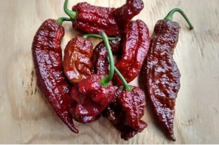 RARE✿ Chocolate Bhut Jolokia/ Ghost Pepper 10+ Seeds ●Sweet Undertones