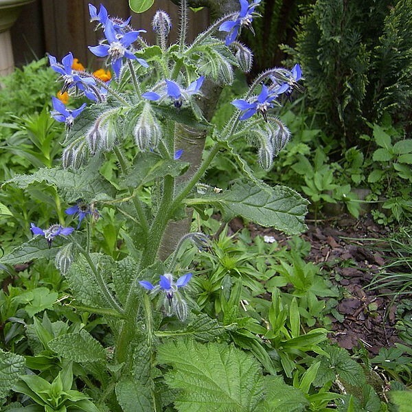 Borage Seeds | Heirloom / Non-GMO | Free Shipping | Herb Seeds | 1149