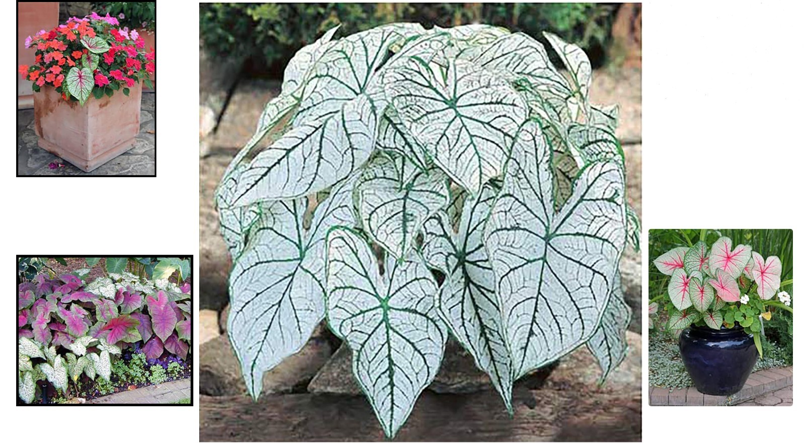 Elegant Dwarf Candidum Jr. Caladium Bulbs for Gardens & Pots – Low Maintenance