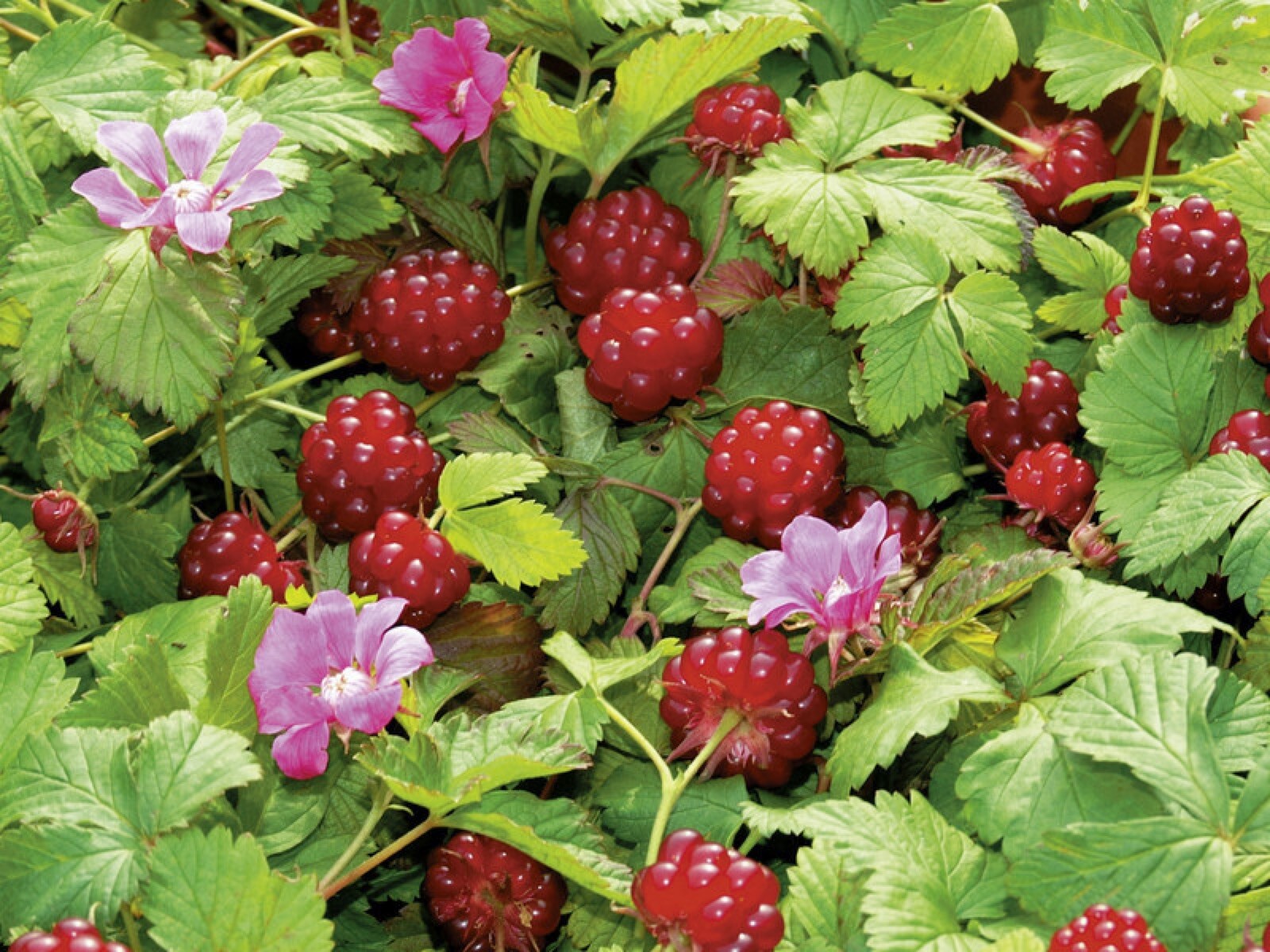 Arctic Raspberries ‘Beta’ and ‘Sophia’ (Rubus arcticus x stellarcticus) 2 pots