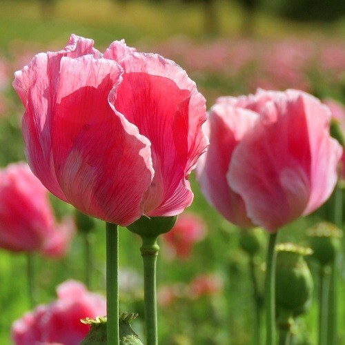 20,000+ Beautiful Organic Mixed Solids P somniferum Poppy Seeds for Planting