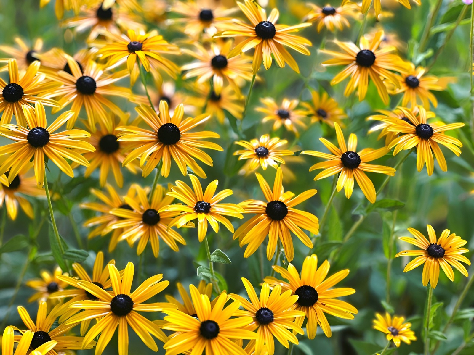 2,000 Black-Eyed Susan Seeds – Rudbeckia Classic Yellow & Dark Brown Wildflower