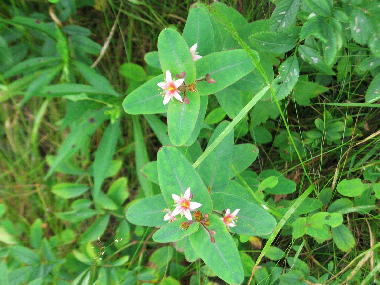 50 MARSH SAINT JOHN’S WORT Hypericum Virginicum Pink Mauve Flower Seeds *CombS/H
