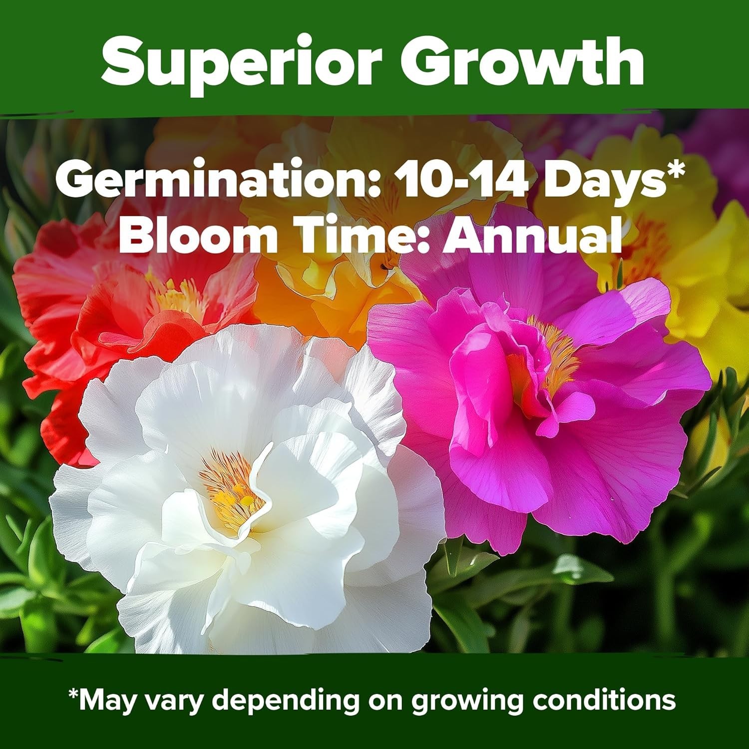 Bright Moss Rose Seeds Bulk Pack – 23,500+ Colorful Annual Flowers for Gardens