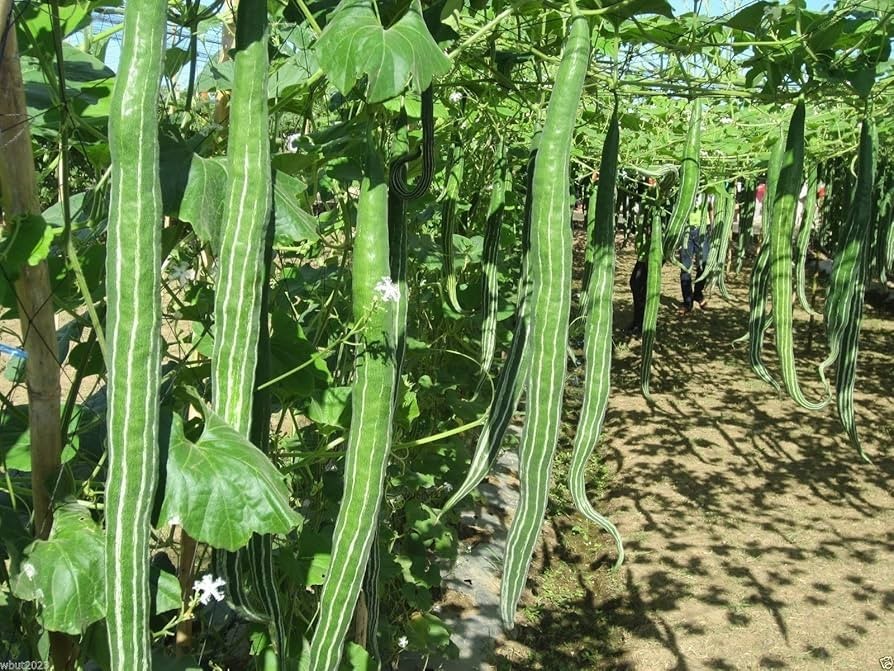 10 Snake Gourd Seeds Chichinda Long Serpent Gourd 8–10 Ft Vegetable
