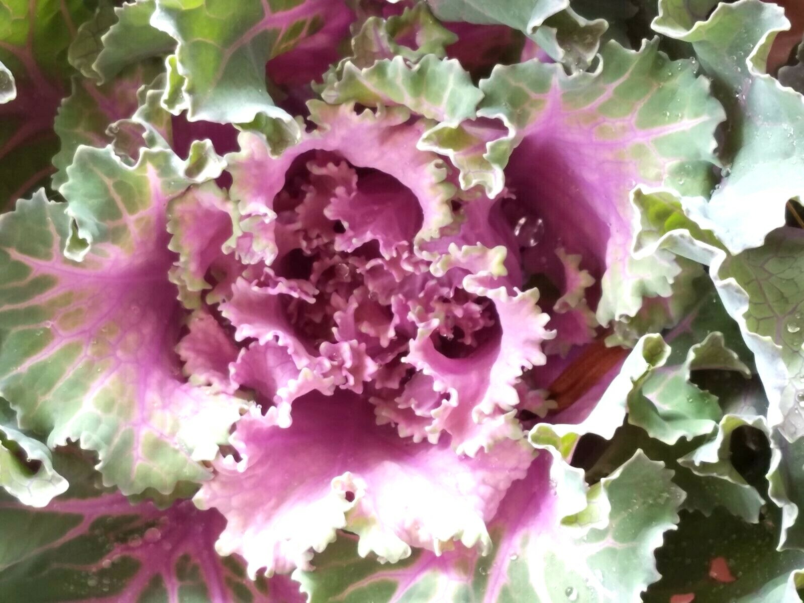 60 ORNAMENTAL KALE & CABBAGE SEEDS ORGANICALLY GROWN! BEAUTIFUL AND SAFE TO EAT!