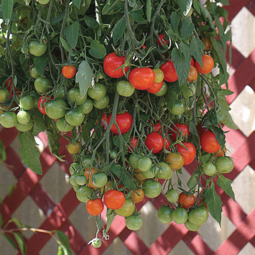 Tomato Tumbling Tom Red – Hybrid Great Garden Vegetable By Seed Kingdom 10 Seeds
