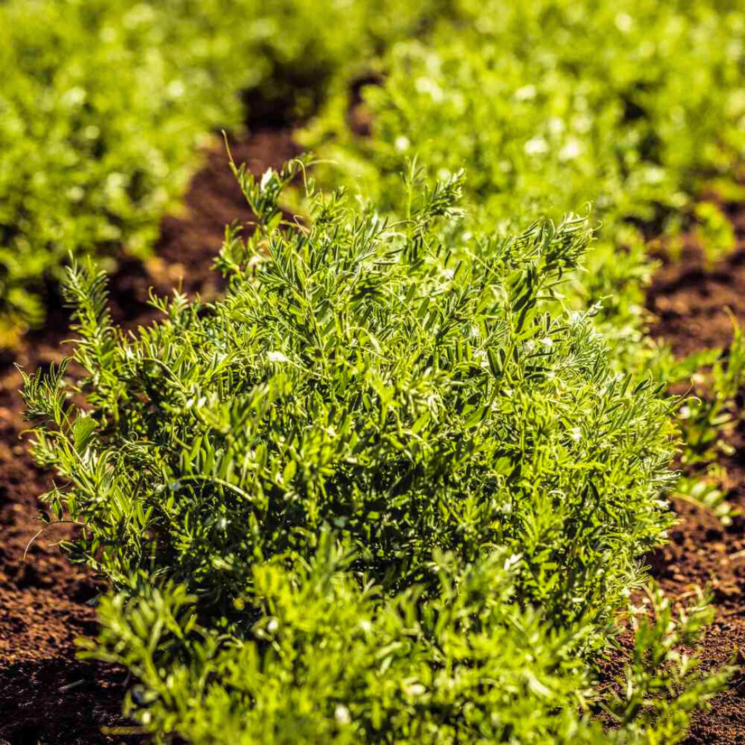 Fresh Premium Organic Lentil Seeds | Green | Heirloom Non-GMO | Vegetable Seeds