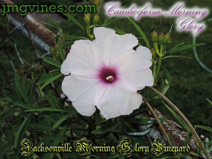 Caudiciform Morning Glory Ipomoea Platensis Evening Glory 5 Seeds