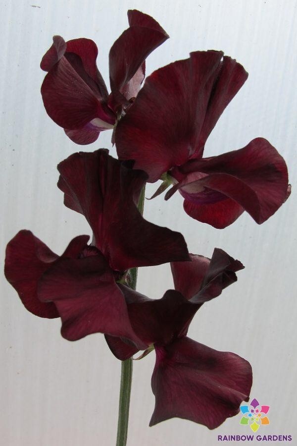 50+ Windsor Sweet Pea Seeds for Garden Planting – USA – FREE SHIPPING!