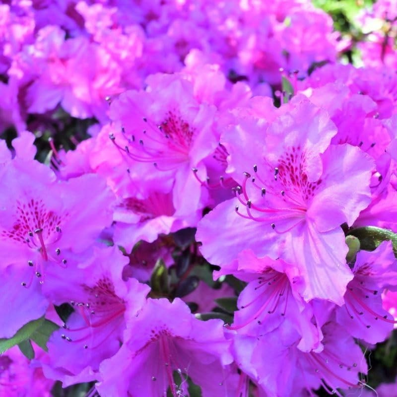 Mixed Azalea Rhododendron Seeds 30 Count for Beautiful Garden Flowers