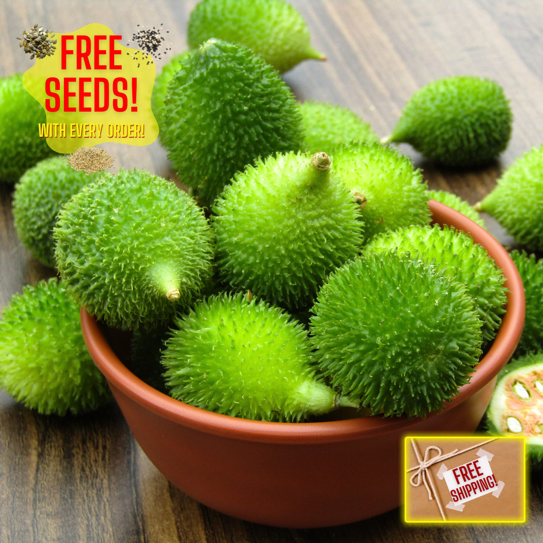 Fresh Kantola | 10 Seeds | Spiny Gourd | Kakrol | Heirloom Non-GMO | Asian Seeds