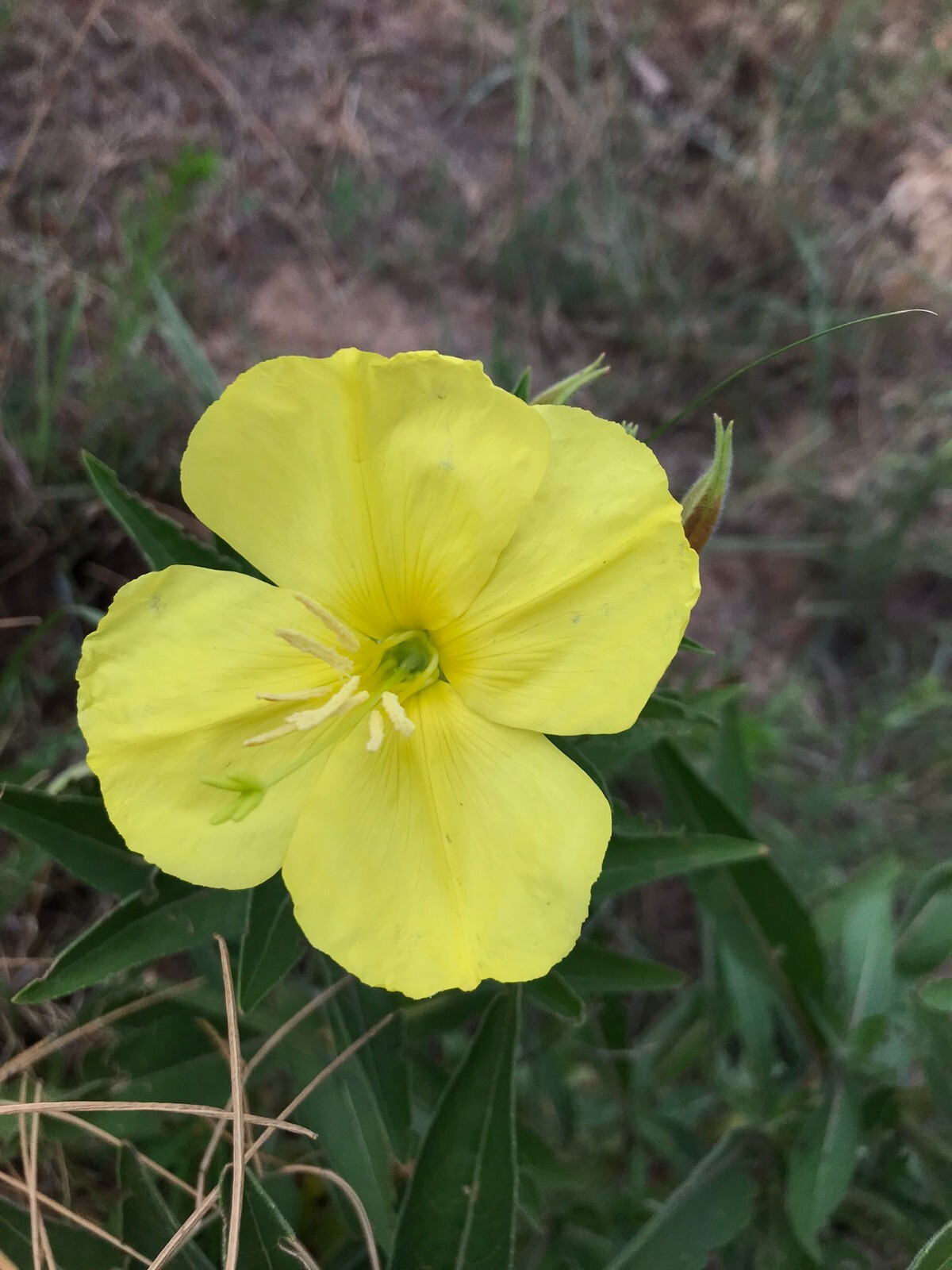 Oenothera elata, Tall Evening Primrose Seeds, Native Flowering Plant